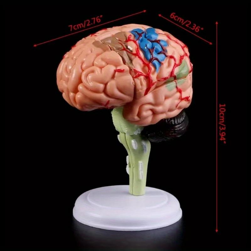 Party Supplies - 1Pc 4D Disassembled Anatomical Human Brain