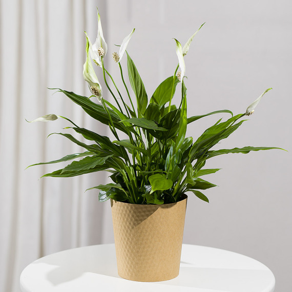 Costumes - Peace Lily Plant