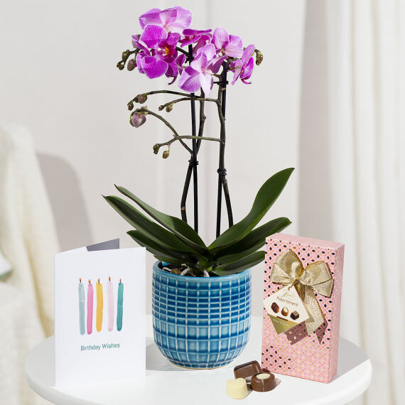 Costumes - Phalaenopsis Birthday Gift