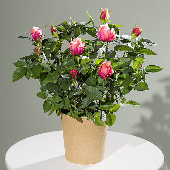 Costumes - Autumn Rose Plant