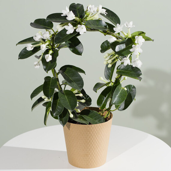 Costumes - Stephanotis Plant