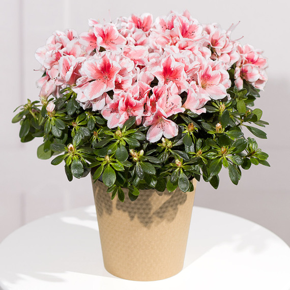 Costumes - Pink Azalea Plant