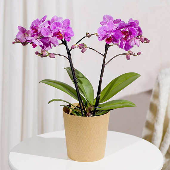 Costumes - Phalaenopsis Orchid
