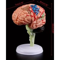 1Pc 4D Disassembled Anatomical - Party Supplies review and price