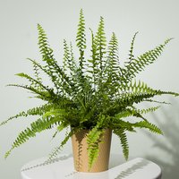 Boston Fern Plant - Costumes review and price