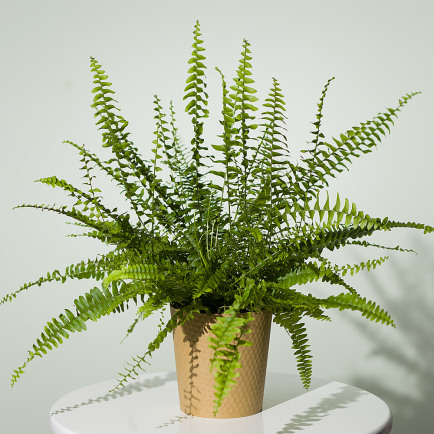 Boston Fern Plant - Costumes review and price