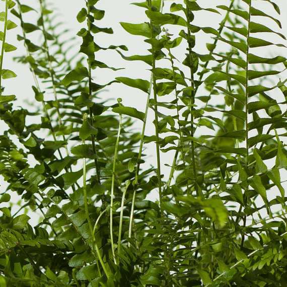 Boston Fern Plant - Costumes review and price