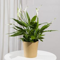 Peace Lily Plant - Costumes review and price