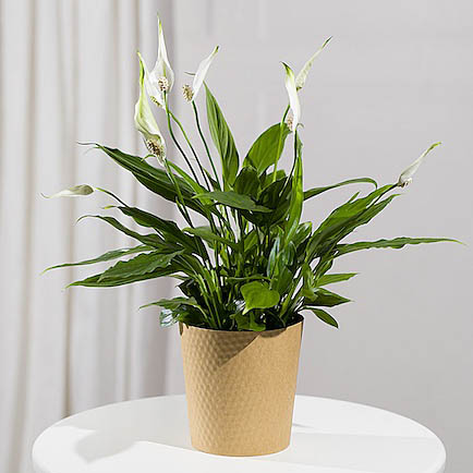 Peace Lily Plant - Costumes review and price