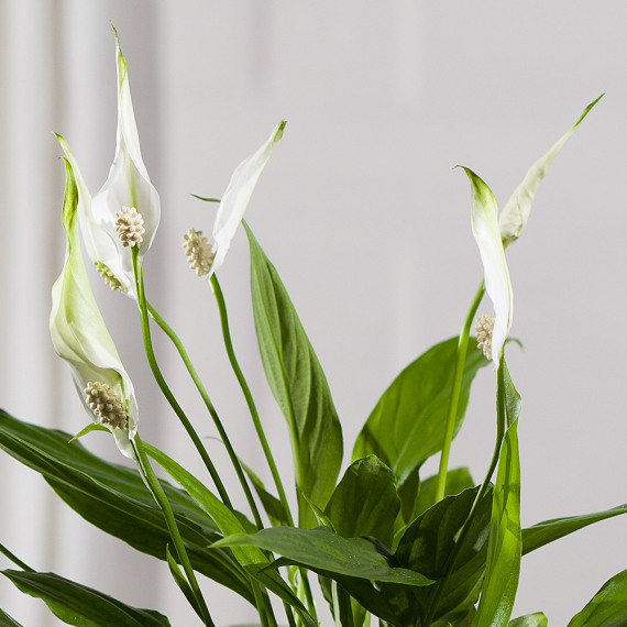 Peace Lily Plant - Costumes review and price