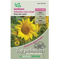 Sunflower Helianthus Giant - Party Supplies review and price
