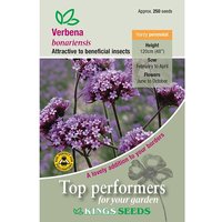Verbena Bonariensis - Party Supplies review and price
