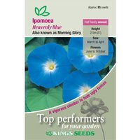 Ipomoea Heavenly Blue - Party Supplies review and price
