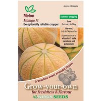 Cantaloupe Melon Malaga F1 - Party Supplies review and price