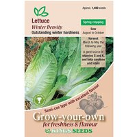 Lettuce Winter Density - Party Supplies review and price