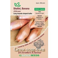 Shallot Zebrune - Party Supplies review and price
