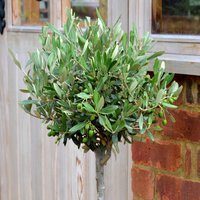 Olive Mini Standard (3L Pot) - Party Supplies review and price