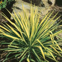 Yucca Colour Guard (3L Pot) - Party Supplies review and price
