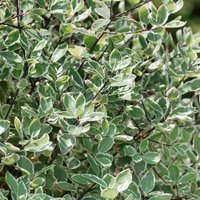 Pittosporum Silver Ball (3L Po - Party Supplies review and price