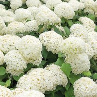 Hydrangea Annabelle (3L Pot) - Party Supplies review and price