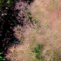 Cotinus Magical Torch (3L Pot) - Party Supplies review and price