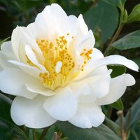 Camellia Silver Anniversary (3 - Party Supplies review and price