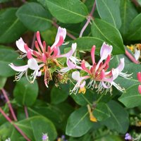 Lonicera Henryi (3L Pot) - Party Supplies review and price