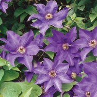 Clematis ‘The President’ (3L P - Party Supplies review and price