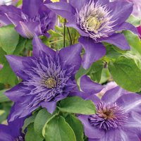 Clematis Multi-Blue (3L Pot) - Party Supplies review and price