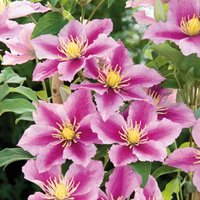 Clematis Piilu (3L Pot) - Party Supplies review and price