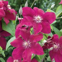 Clematis Rouge Cardinal (3L Po - Party Supplies review and price