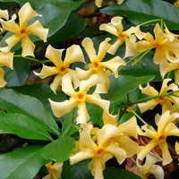 Trachelospermum Star of Toscan - Party Supplies review and price