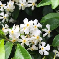 Trachelospermum Jasminoides (3 - Party Supplies review and price