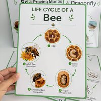 8 Pieces Life Cycle Chart Full - Party Supplies review and price