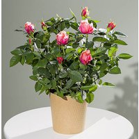 Autumn Rose Plant - Costumes review and price