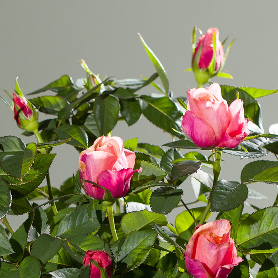 Autumn Rose Plant - Costumes review and price