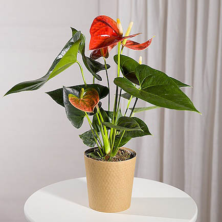 Coral Anthurium Plant - Costumes review and price