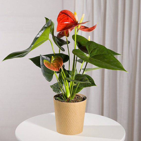 Coral Anthurium Plant - Costumes review and price
