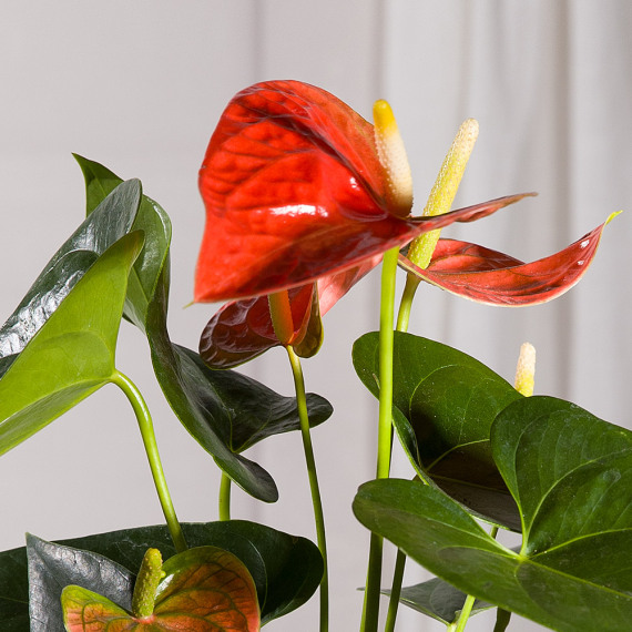 Coral Anthurium Plant - Costumes review and price