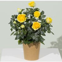 Yellow Rose Plant - Costumes review and price