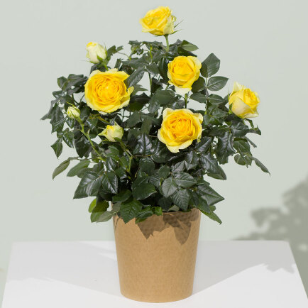 Yellow Rose Plant - Costumes review and price