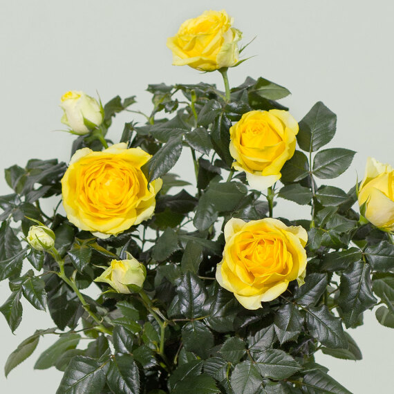 Yellow Rose Plant - Costumes review and price