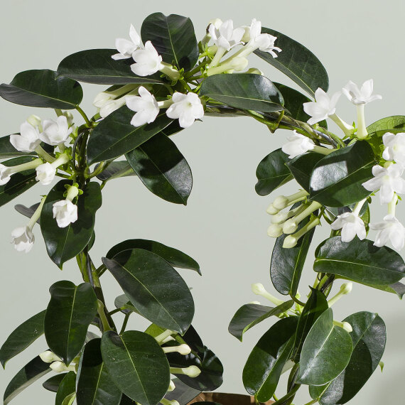 Stephanotis Plant - Costumes review and price