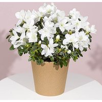 White Azalea Plant - Costumes review and price