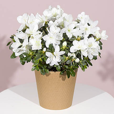 White Azalea Plant - Costumes review and price