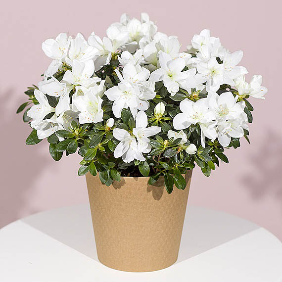 White Azalea Plant - Costumes review and price