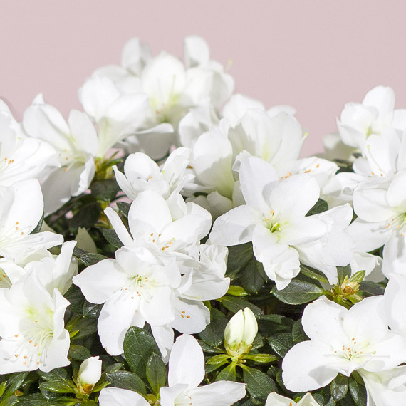 White Azalea Plant - Costumes review and price