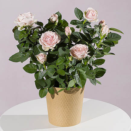 Pink Rose Plant - Costumes review and price