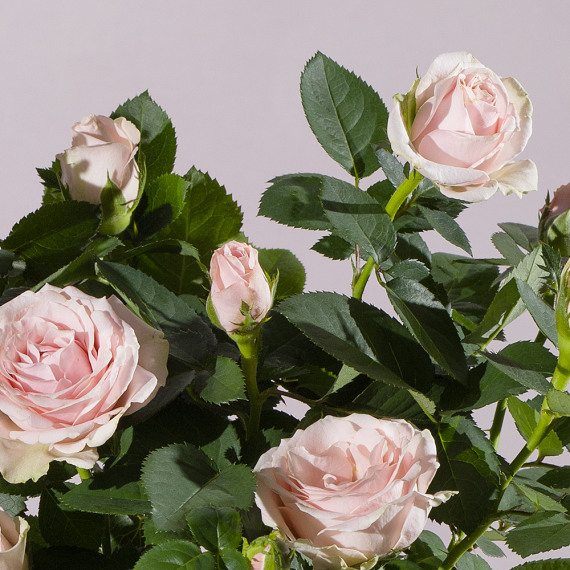 Pink Rose Plant - Costumes review and price