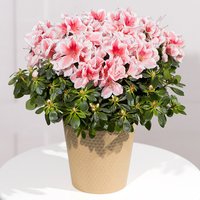 Pink Azalea Plant - Costumes review and price